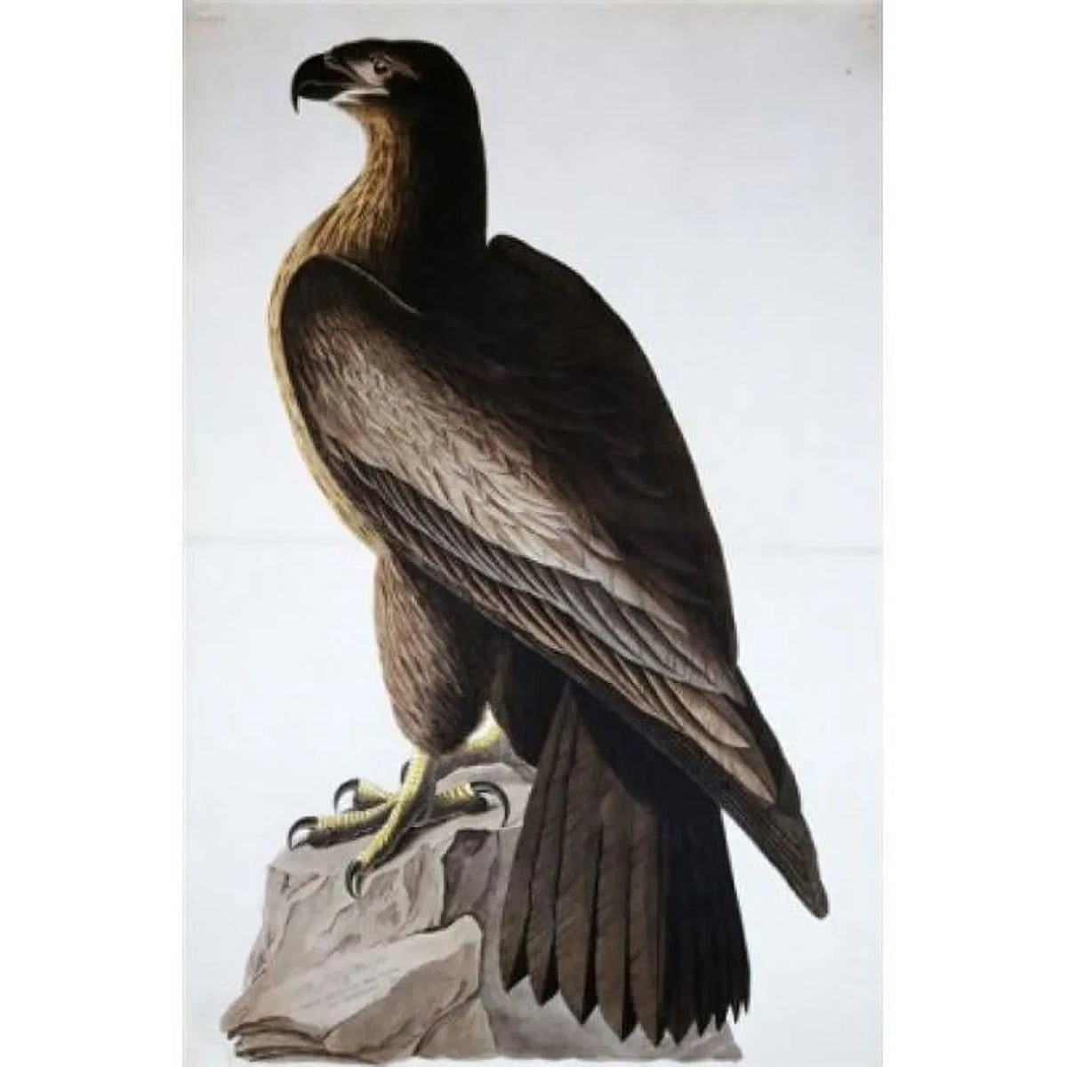 top-notch American Sea Eagle John James Audubon 1785-1851 American Poster Print - 18 x 24 in.